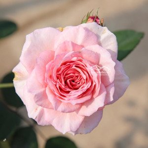 chủ đầu tư cần cho thuê mặt bằng văn phòng tòa a intracom riverside diện tích đa dạng