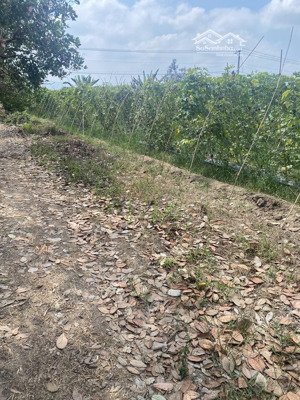 ngộp bank cần bán gấp thửa đất 356 và 368, tbđ 48 tại xã xuân bắc, huyện xuân lộc, tỉnh đồng nai