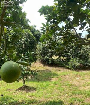 SANG LẠI NHÀ VƯỜN (17.000M2) ĐẤT THỔ CƯ CÓ SẴN CÂY ĂN TRÁI SÁT CHỢ DÂN ĐÔNG GIÁ 8 TỶ 8