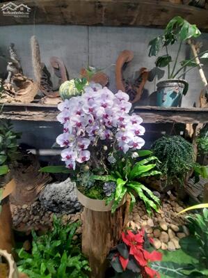 MẶT TIỀN BÀU TRÀM _ P. KHUÊ TRUNG _ 75 M² _ GIÁ 6.95 TY