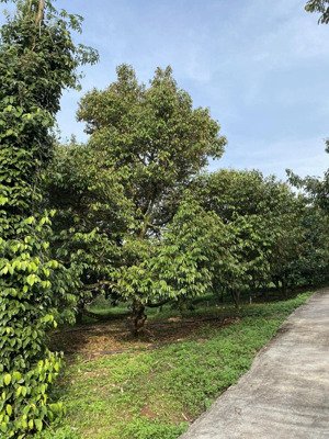 sào trung tâm phường sổ riêng full thổ cư