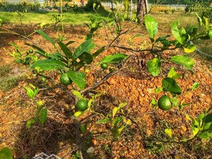 chính chủ cần bán lô đất nghỉ dưỡng kdc sầm uất nhất hồ trị an