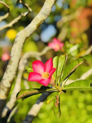 thanh lý gấp bt 5 tầng lideco hoài đức