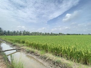 bán gấp 1ha giá 18ti xã lê minh xuân gần vành đai 3