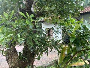 ngay đại học quốc gia hoà lạc cơ hội cuối cho bác nào nhanh tay sở hữu
dt 102m2 full thổ cư