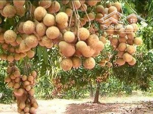 530tr 123m (80m tc) vườn nhãn sum suê lương sơn