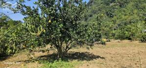  CẦN BÁN LÔ ĐẤT 2.200m² – 895m² THỔ CƯ – GIÁ 2,6 TỶ