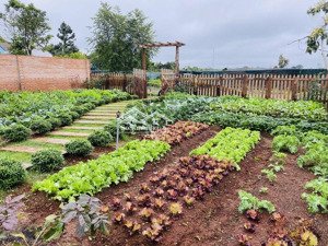 bán 1000m2 lên full thổ cư trung tâm phường long khánh