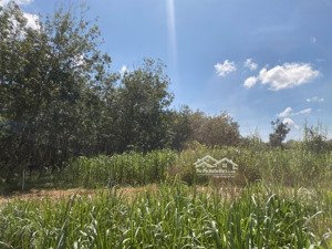 đất trống, phù hợp đầu tư trồng cao su, cây ăn trái hoặc làm trang trại