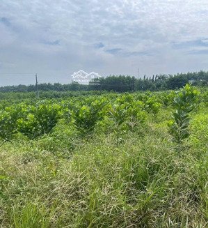 bán đất skc 8.000m tại xã hố nai 3, trảng bom đồng nai - chỉ 16 tỷ