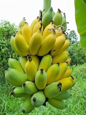 bán gấp lô đất vườn có thổ cư long thành giáp suối giá cực kỳ rẻ