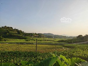 hàng kín mới ra thị trường, đất nghỉ dưỡng khánh thượng mặt đường thông rộng 7m, view đồi cánh đồng