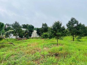 cô cần bán đất thổ vườn 550m2_giá 500 triệu, có vườn cây trái, đường nhựa ngay trung tâm hành chính