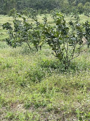 bán đất thích hợp xây nhà trọ công nhân, sát vách kcn