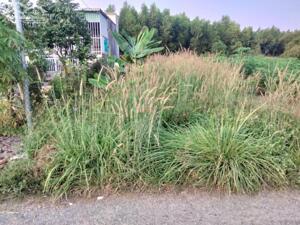 Lô 2 Trần Phú, Hắc Dịch, Phú Mỹ, Vũng Tàu 5*39, Thổ Cư, rẻ 1.33T