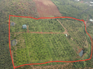 6,4ha sr + chanh không hạt, thế đất bằng thoải, cách nhựa 30m