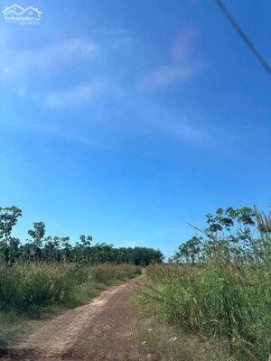 BÁN ĐẤT QUY HOẠCH SKC TẠI LONG TÂN DẦU TIẾNG BÌNH DƯƠNG (BĐ145)