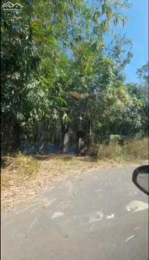 BÁN ĐẤT CLN TẠI MINH THẠNH DẦU TIẾNG BÌNH DƯƠNG (BĐ146)