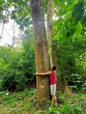  BÁN LÔ ĐẤT VIEW ĐẸP – GIÁ TỐT TẠI KIM BÔI – HÒA BÌNH 