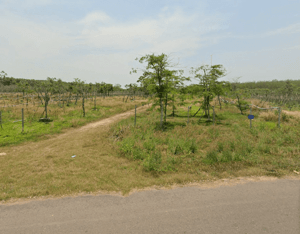 Chính chủ bán ngộp lô đất giá rẻ 375tr, mặt tiền kinh doanh DH519(32m), DT 250m2, sổ sẵn