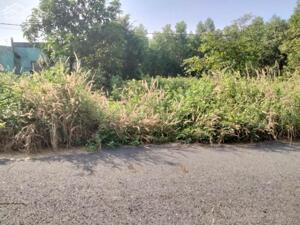 *Hiếm, Hơn 500M2, Tóc Tiên, Phú Mỹ, Vũng Tàu, chỉ 1.23T