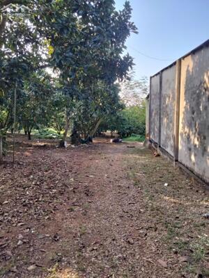 Hiếm,Vườn Bưởi Kinh Doanh, 32.000M2, Sông Xoài Phú Mỹ Vũng Tàu, chỉ 29T