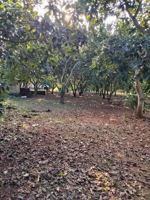 Hiếm,Vườn Bưởi Kinh Doanh, 32.000M2, Sông Xoài Phú Mỹ Vũng Tàu, chỉ 29T