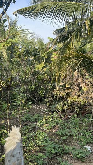 bán đất chính chủ phía sau bệnh viện đa khoa mới tỉnh tiền giang