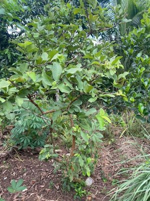 cần bán 1000m2 đất vuon trái cây ở xuân tây cẩm mỹ đồng nai, giá 580tr