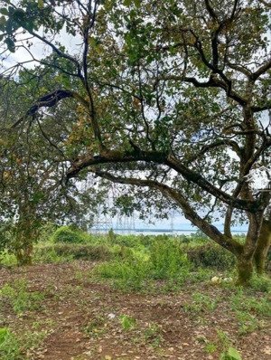 bán gấp vườn trái cây cổ thụ diện tích 1.200m², giá chỉ 995 triệu, tọa lạc tại thống nhất