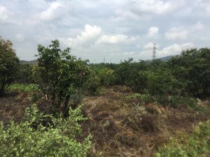 chính chủ cần bán 3 hecta đất vườn trồng cây, vị trí đẹp, ô tô đỗ cửa tại xã hoàng quế, đông triều