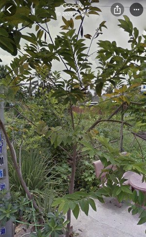 bán đất tại đường thạnh lộc 37, quận 12, tp.hcm, giá tốt 8,4 tỷ, 341 m2