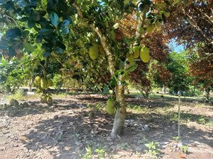 vườn mít 10*50 có 200m thổ cư giá đúng 785tr đang ra trái to ở xã an long tp hcm