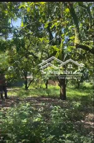 cơ hội lớn: cc bán gấp 2 thửa đất gần 2ha la ngà đồng nai, gần kcn & khu dân cư, sổ riêng từng lô!