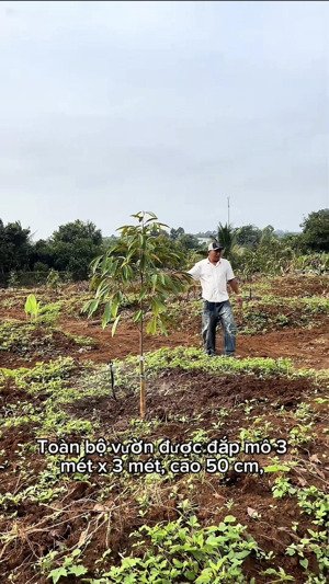 vườn sầu riêng moonthon 70 cây. trồng trên mô đất 3x3m cao 50 phân, đẹp