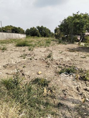 bán đất sổ hồng riêng mặt tiền đường 181 xã bình mỹ, củ chi. diện tích 1456 mét vuông