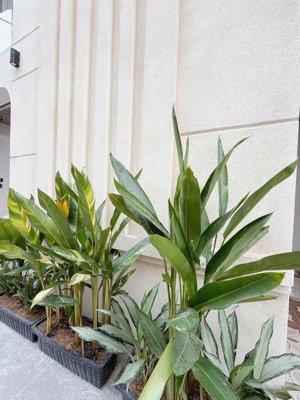 gấp bán chdv 4 tầng - thu nhập 36tr/tháng - full nội thất - 6 pn - hẻm xe tải - ngay vành đai 2