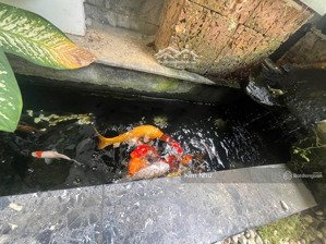 nhượng nhà riêng để đi định cư - căn 4 tầng kdc thăng long home-ngang 5m- tiện ích nội khu full