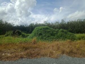 Cần Bán 2 Công Đất Chính Chủ Tại Trường Xuân, Xã Trường Hòa, Hòa Thành, Tây Ninh