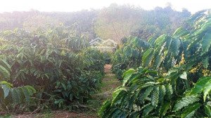 cần bán 4ha đất có thổ cư nam bình, dăk song, đắk nông giá chỉ 8,8 tỷ lh 