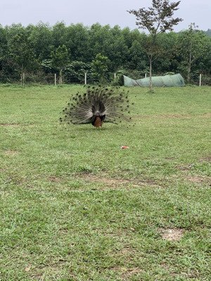 bán đất tại nguyễn thông, an hải bắc, sơn trà, đà nẵng, 13,5 tỷ, 81m2, đẹp, nhiều tiện ích