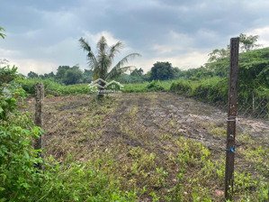 bán lô đất 786,8 m² mặt tiền đường nhị bình 15 hóc môn