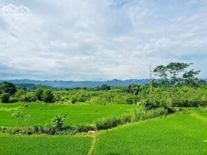 ️Tổng diện tích sử dụng lên đến 3500m2 trong đó 1185m2 đất ở + vườn. Tặng kèm 2400m2 đất ao và lúa.