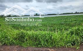 Đất lúa ngay sát KCN Thuận Đạo – Sổ rõ ràng, giá chỉ từ 2tr/m2