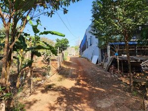 anh chủ vừa cắt ra 30x50m vườn cao su - gần chợ tân phước. tách được thêm 3 lô