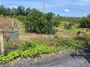 1500m2 đường ô tô, chanh đang thu hoạch, đất bằng lộ đường ô tô tải quay đầu