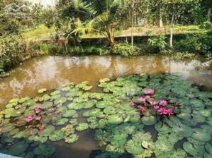 Chính Chủ cần bán đất thổ (Ấp 3, xã Thạnh Đức, Bến Lức, LA củ)