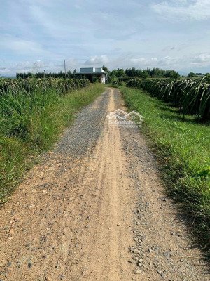 5ha đất vườn phường tiến thành gần trung tâm phan thiết giá rẻ thanh lý