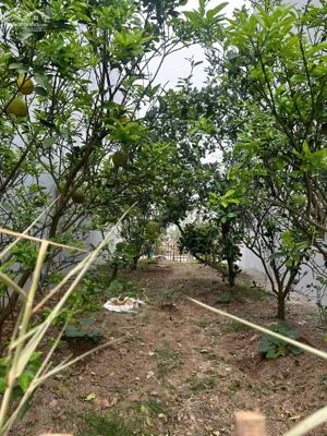 Bán đất cực đẹp Oto tránh Đồng Phố, Tân Dân Phú Xuyên