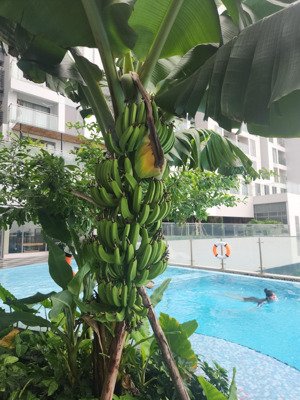 cc urban green chỉ 13 triệu vnd, 84m2, 2pn2wc view nội khu hồ bơi mát mẻ full máy lạnh, rèm máy nn